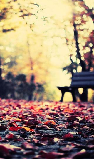秋叶长凳公园高清壁纸