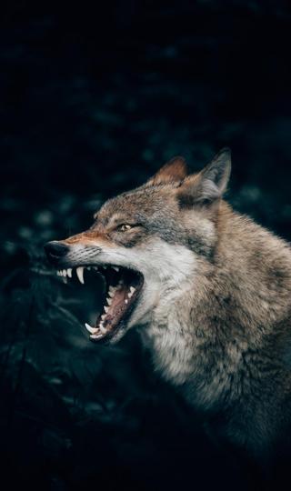 凶狠的恶狼狼头孤傲高冷图片背景图