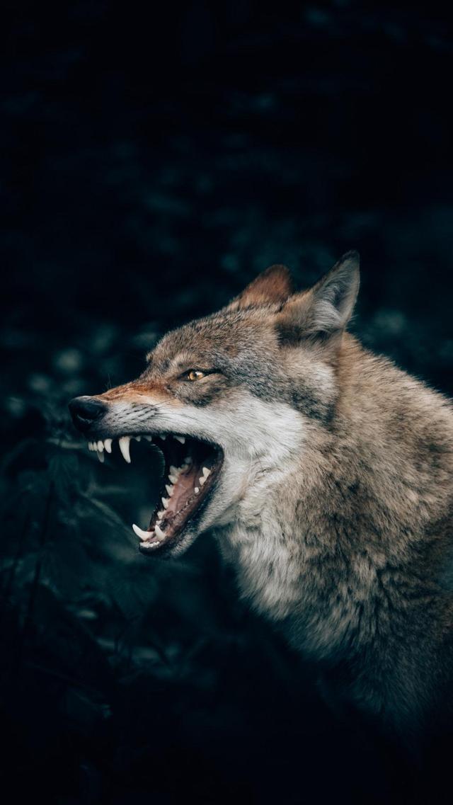 凶狠的恶狼狼头孤傲高冷图片背景图