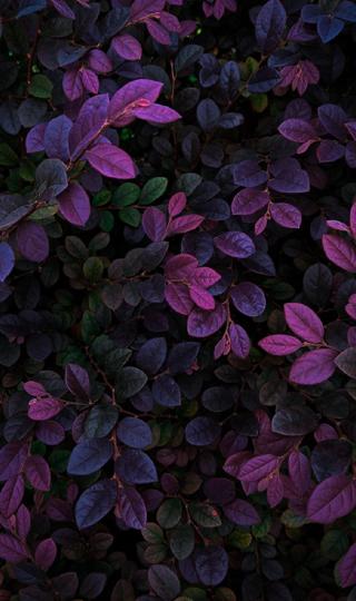 最新紫色叶子壁纸图片