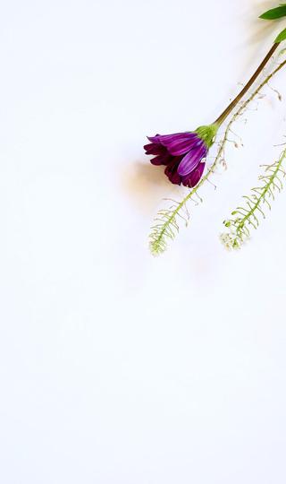 紫色花朵手机壁纸大图