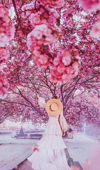 樱花树下的翩翩少女唯美图片