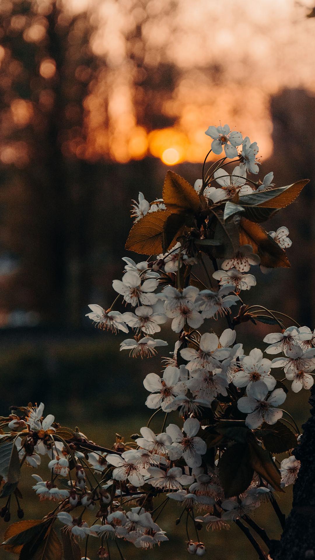 白色花朵特写背景图