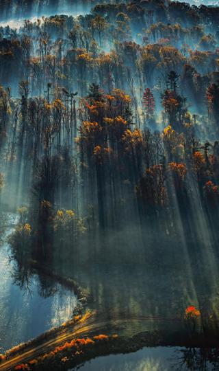晨雾中的森林手机壁纸图片下载