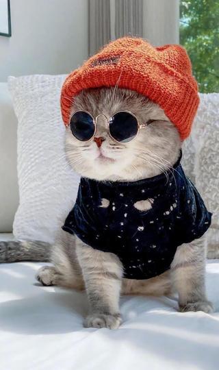 戴帽子和眼镜的猫咪高清壁纸