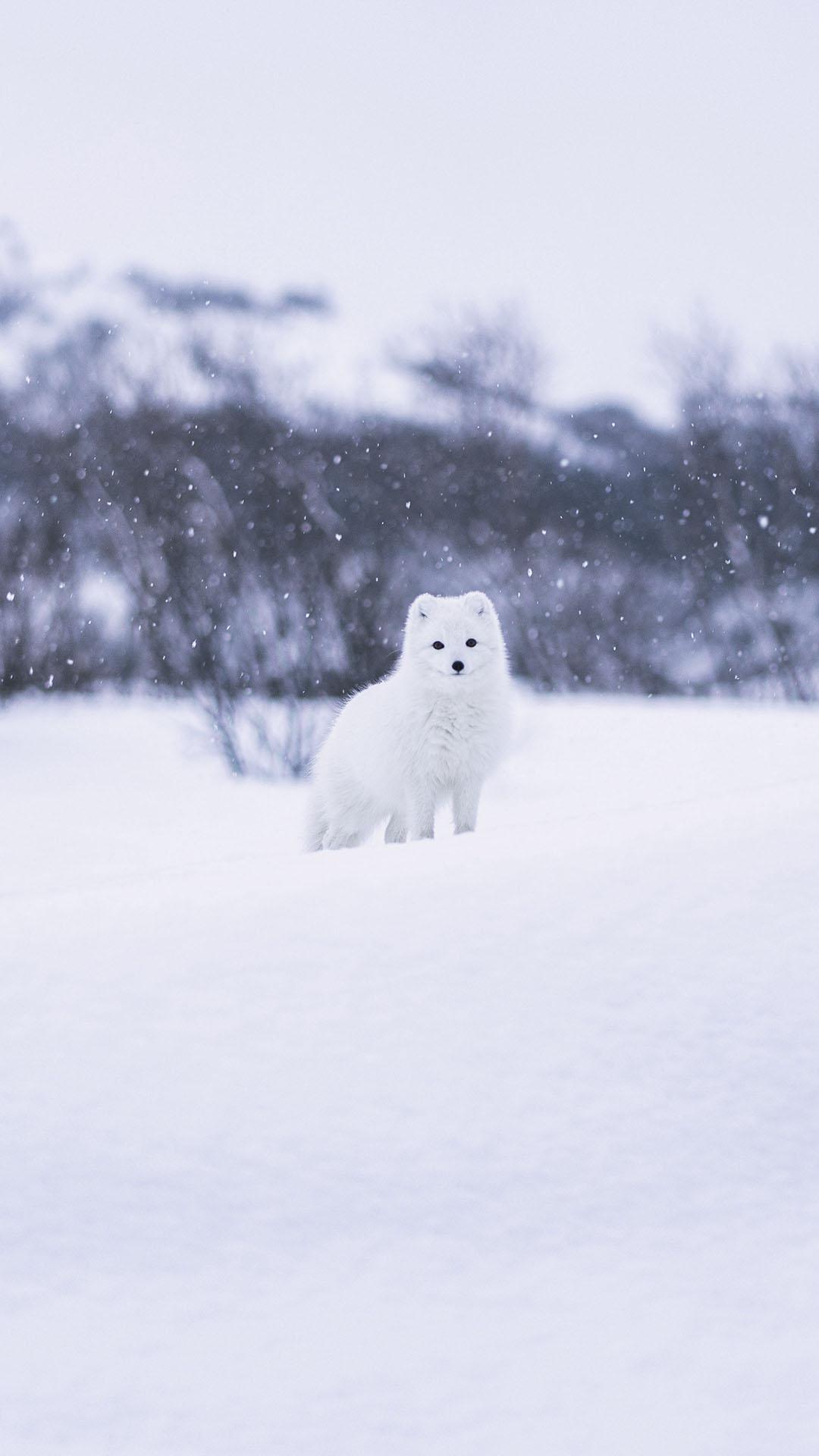 雪地里的小白狐手机壁纸大图