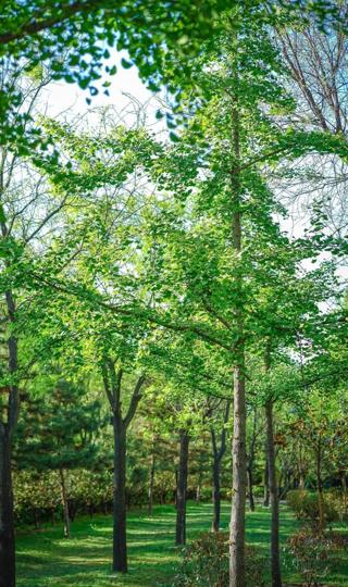 小清新唯美树林景色手机壁纸图片