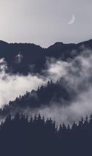 雾蒙蒙的山林图片壁纸