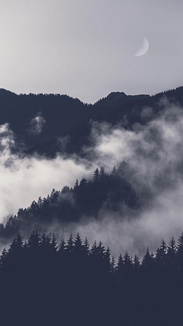 雾蒙蒙的山林图片壁纸