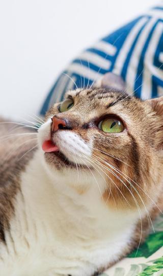 高清吐舌头的猫咪高清壁纸