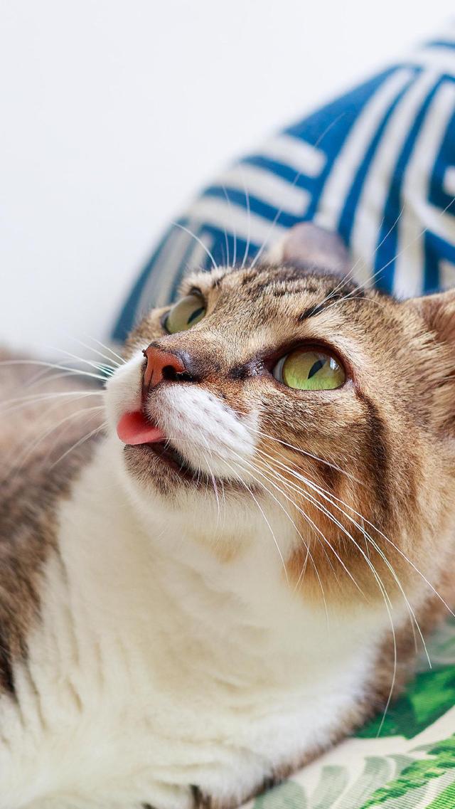 高清吐舌头的猫咪高清壁纸