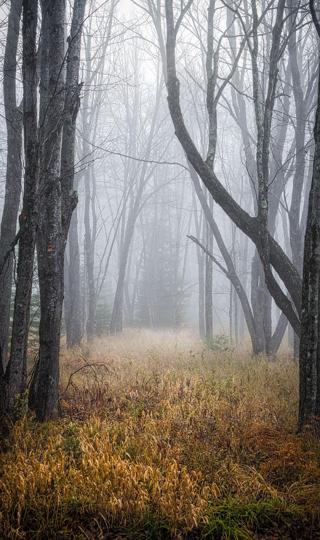 雾中的森林背景图