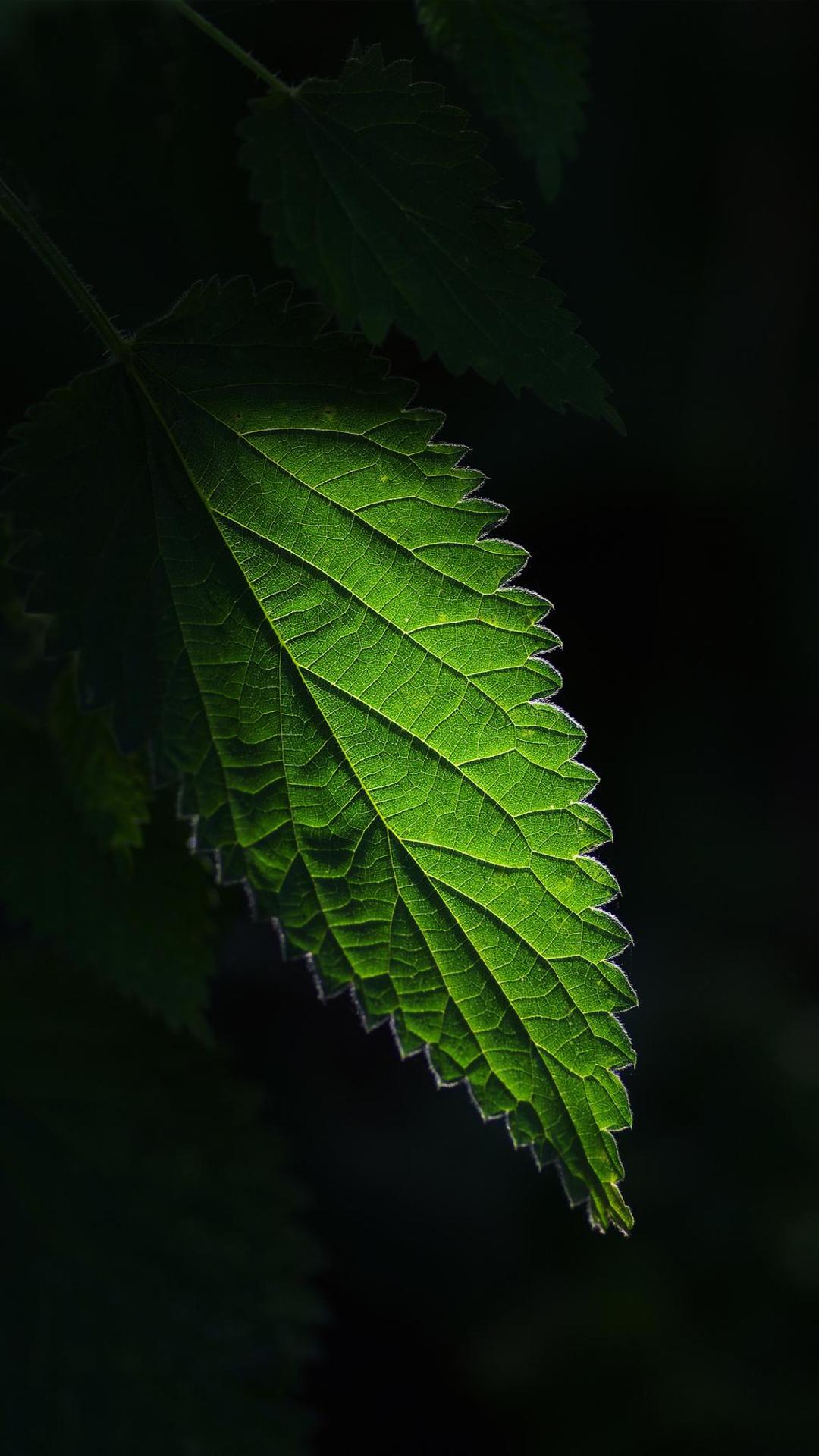 荨麻手机背景下载