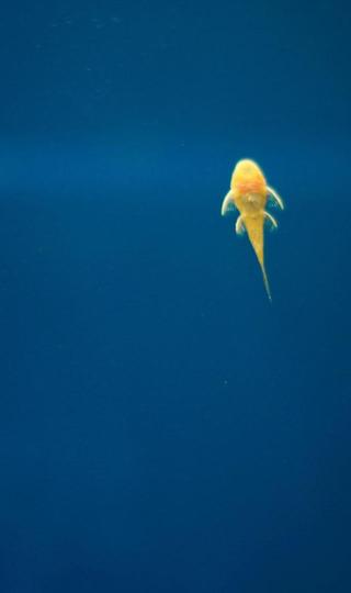 蓝色海水中游泳的小金鱼图片壁纸