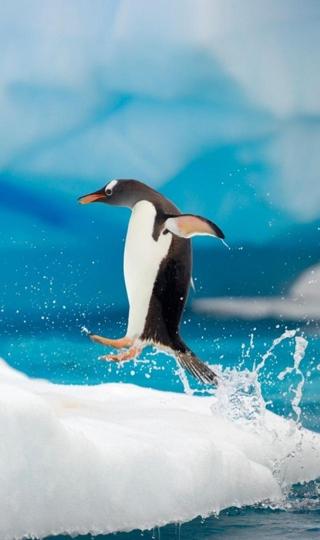 最新跳跃的企鹅手机壁纸大图