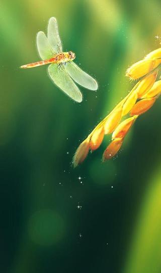 蜻蜓嗅稻香图片壁纸