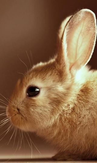 可爱的复活节兔子手机壁纸图片下载