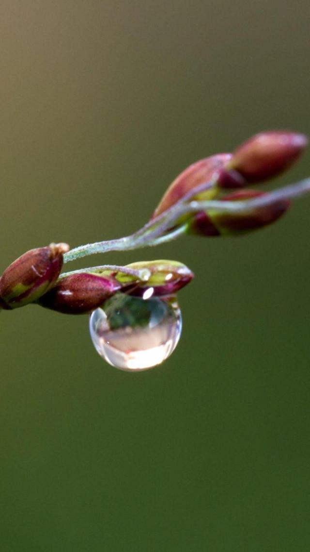 花苞上的滴露手机壁纸图片