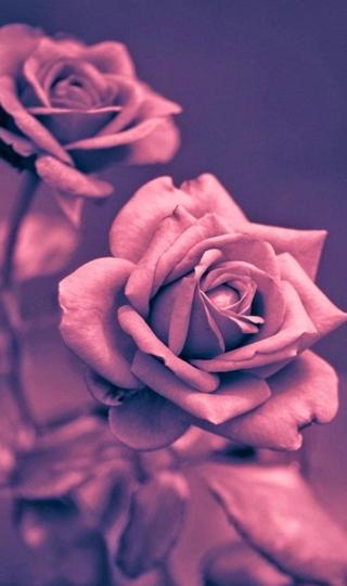 美丽的粉红色玫瑰特写高清壁纸