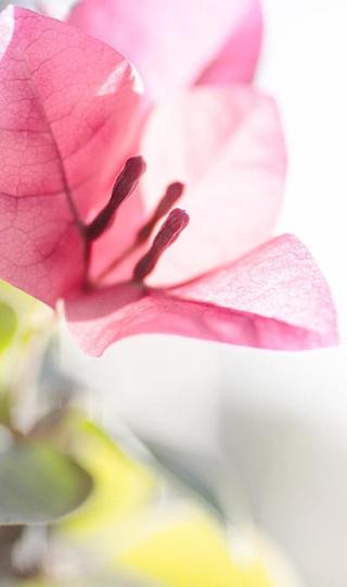 小清新护眼植物花卉图片