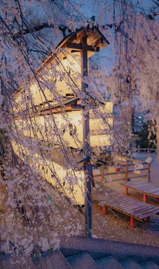 清新樱花唯美迷人京都夜景壁纸图片