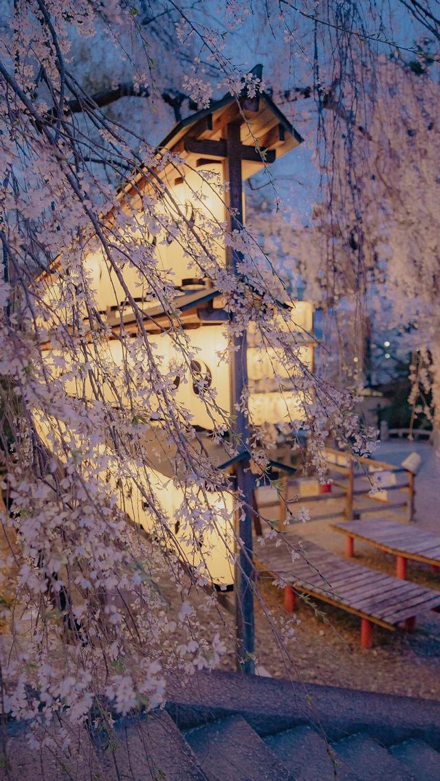 清新樱花唯美迷人京都夜景壁纸图片