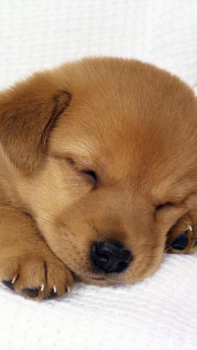 精美酣睡的小狗狗手机壁纸大图