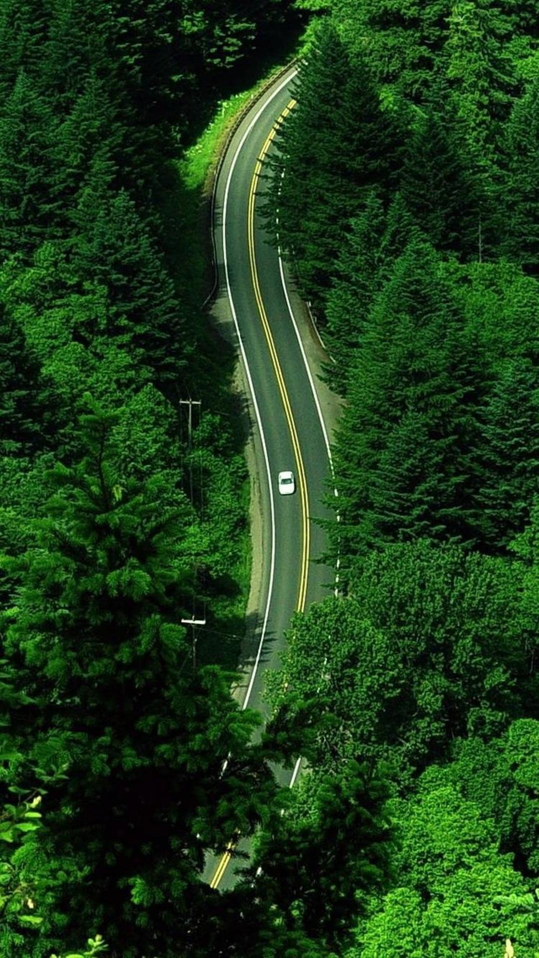 森林汽车之路壁纸图片