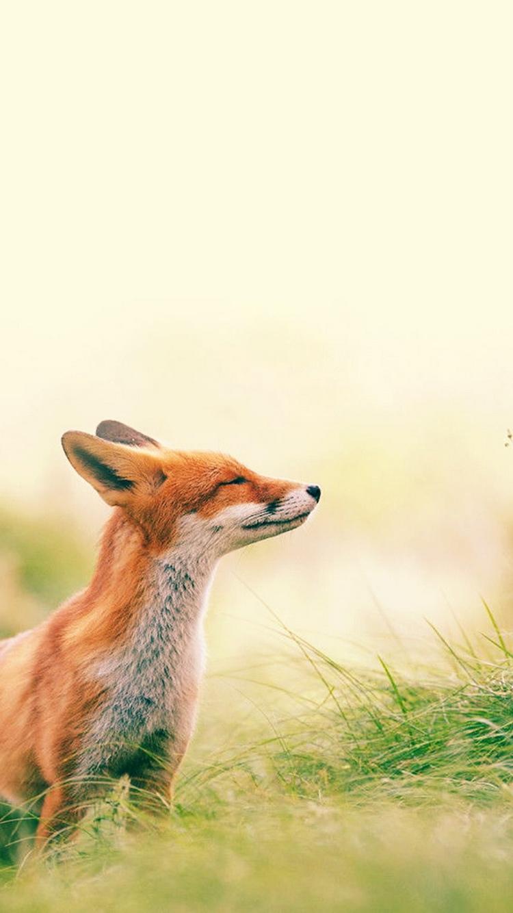狐狸嗅微风背景图