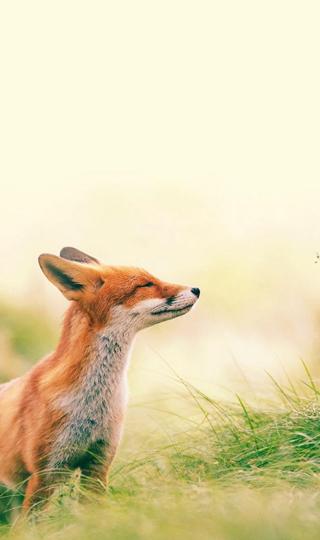 狐狸嗅微风背景图