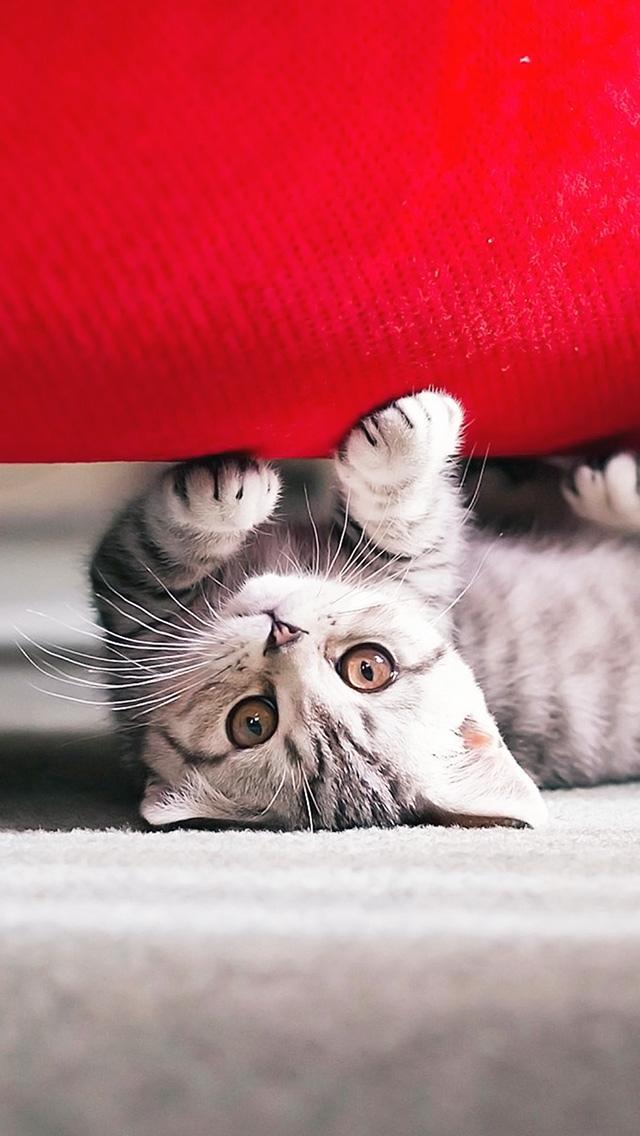 倒挂的小猫壁纸图片