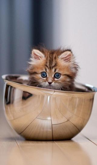 碗里的小猫壁纸图片