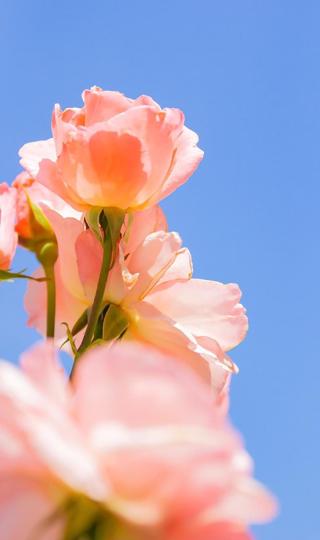 盛开的粉色花朵特写镜头图片