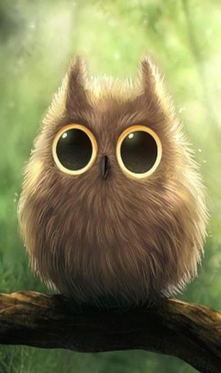 Cute Owl 高清手机壁纸