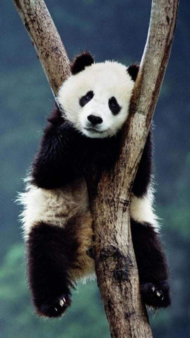 树上的熊猫手机壁纸大图