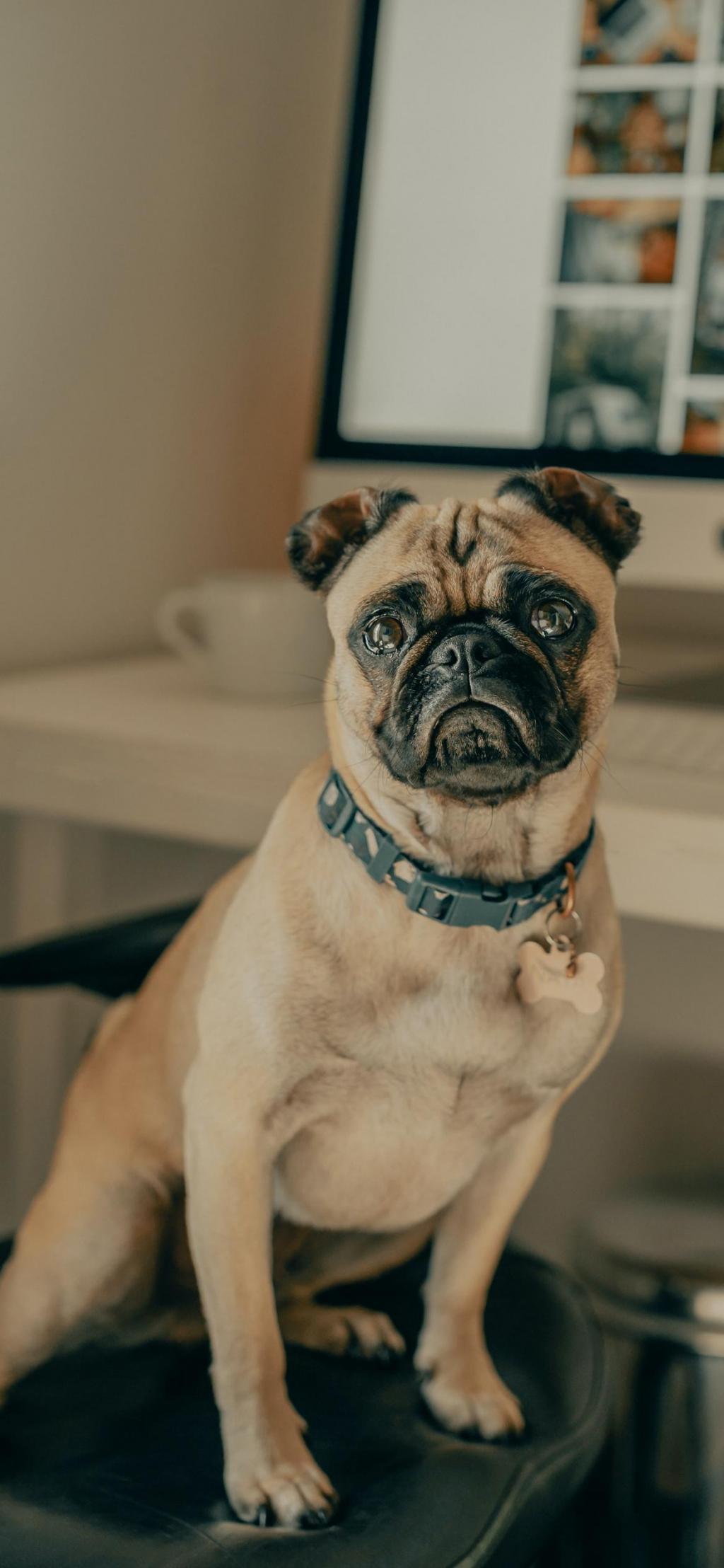 有点呆的可爱的八哥犬高清手机壁纸