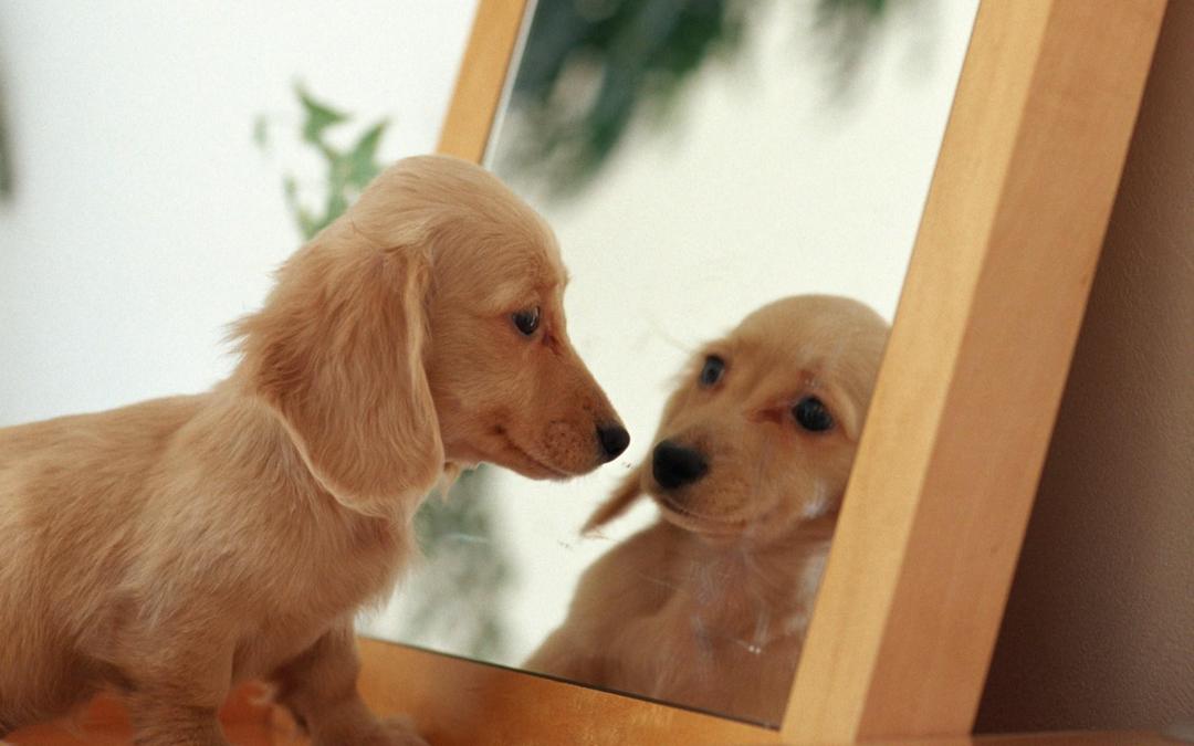 可爱的腊肠犬高清壁纸图片