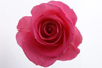 鲜艳的玫瑰花写真