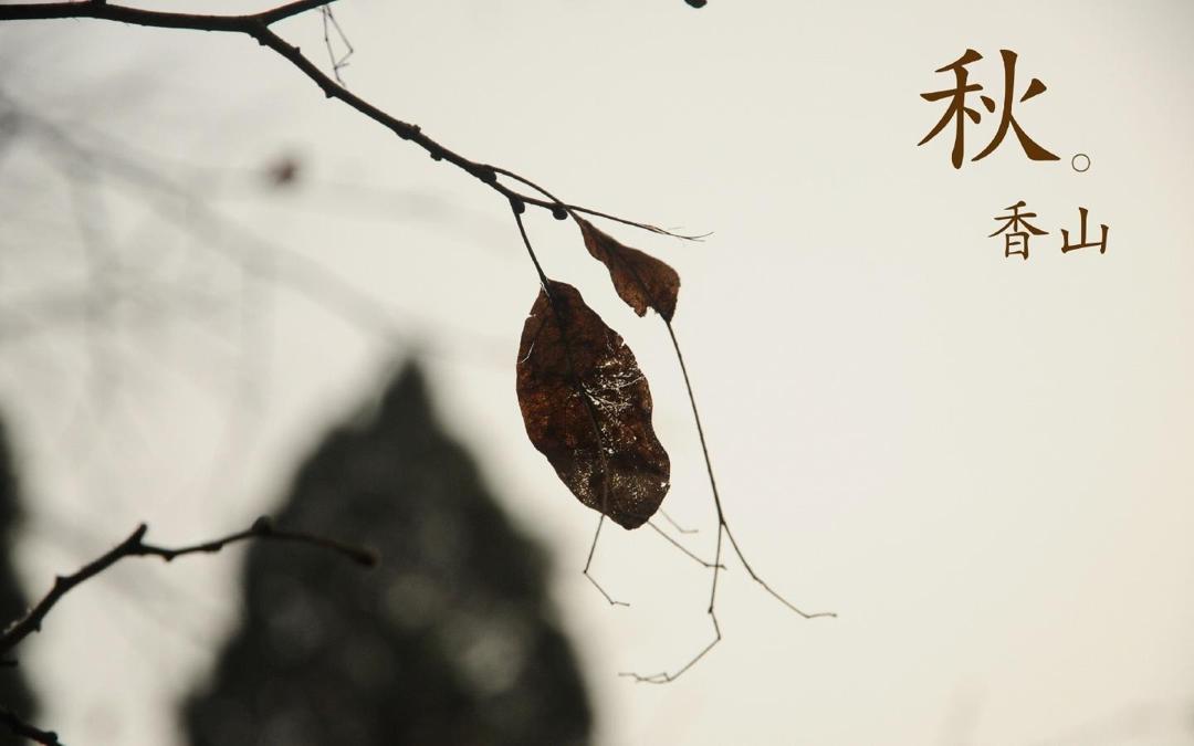 北京香山红叶摄影唯美壁纸