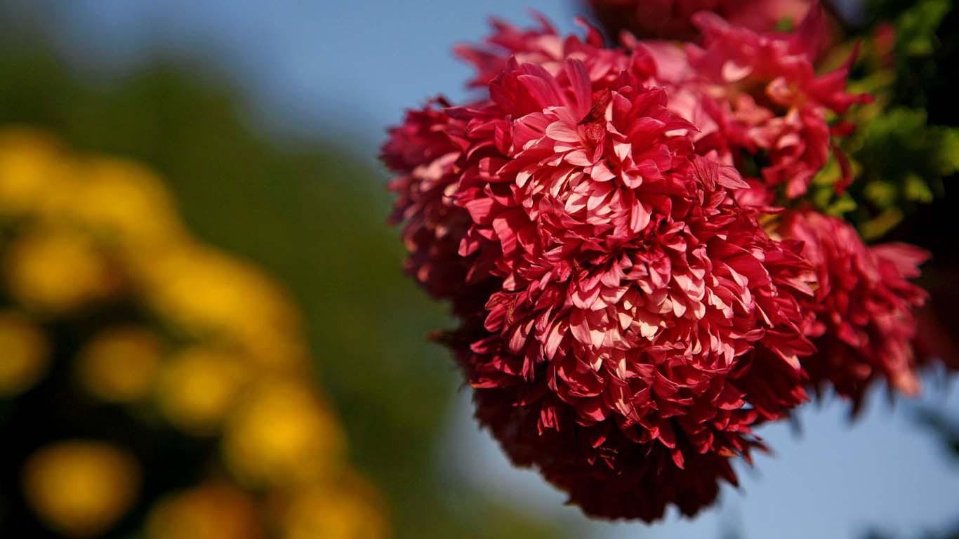 各种各样的菊花壁纸图片7