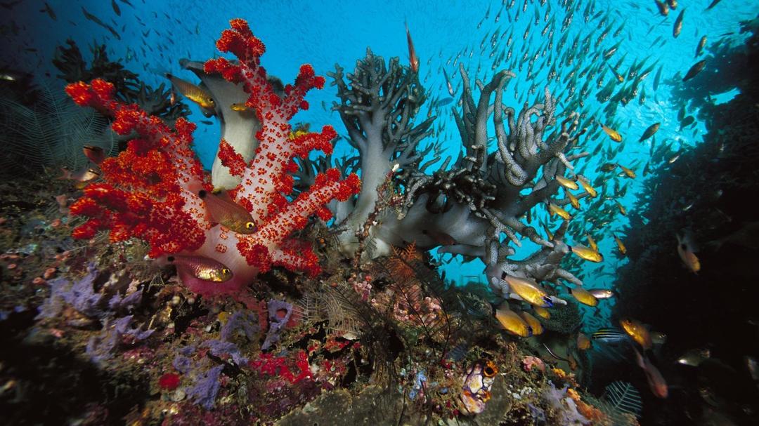 海底世界动物壁纸高清