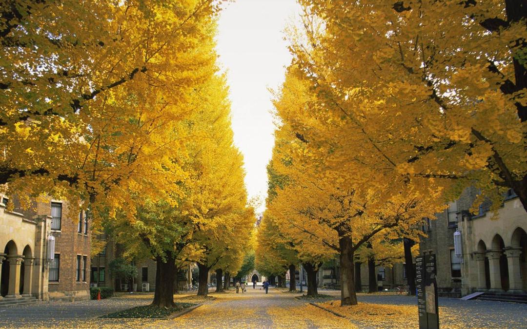 秋天街道风景图片