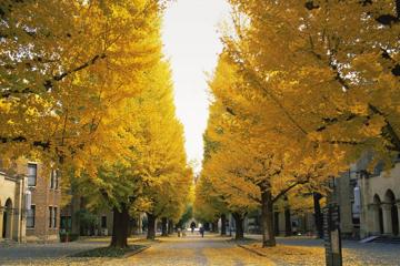 秋天街道风景图片