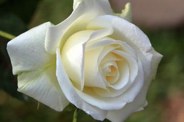 白玫瑰花语图片高清壁纸下载