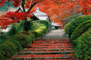日本寺庙落叶唯美风景壁纸桌面
