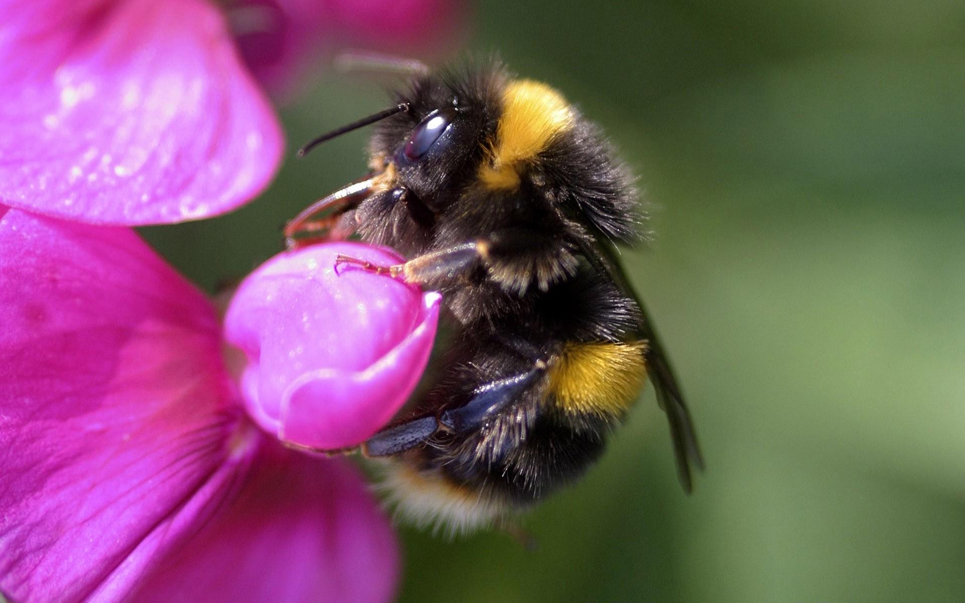 高清蜜蜂采蜜时拍摄的图片大全11