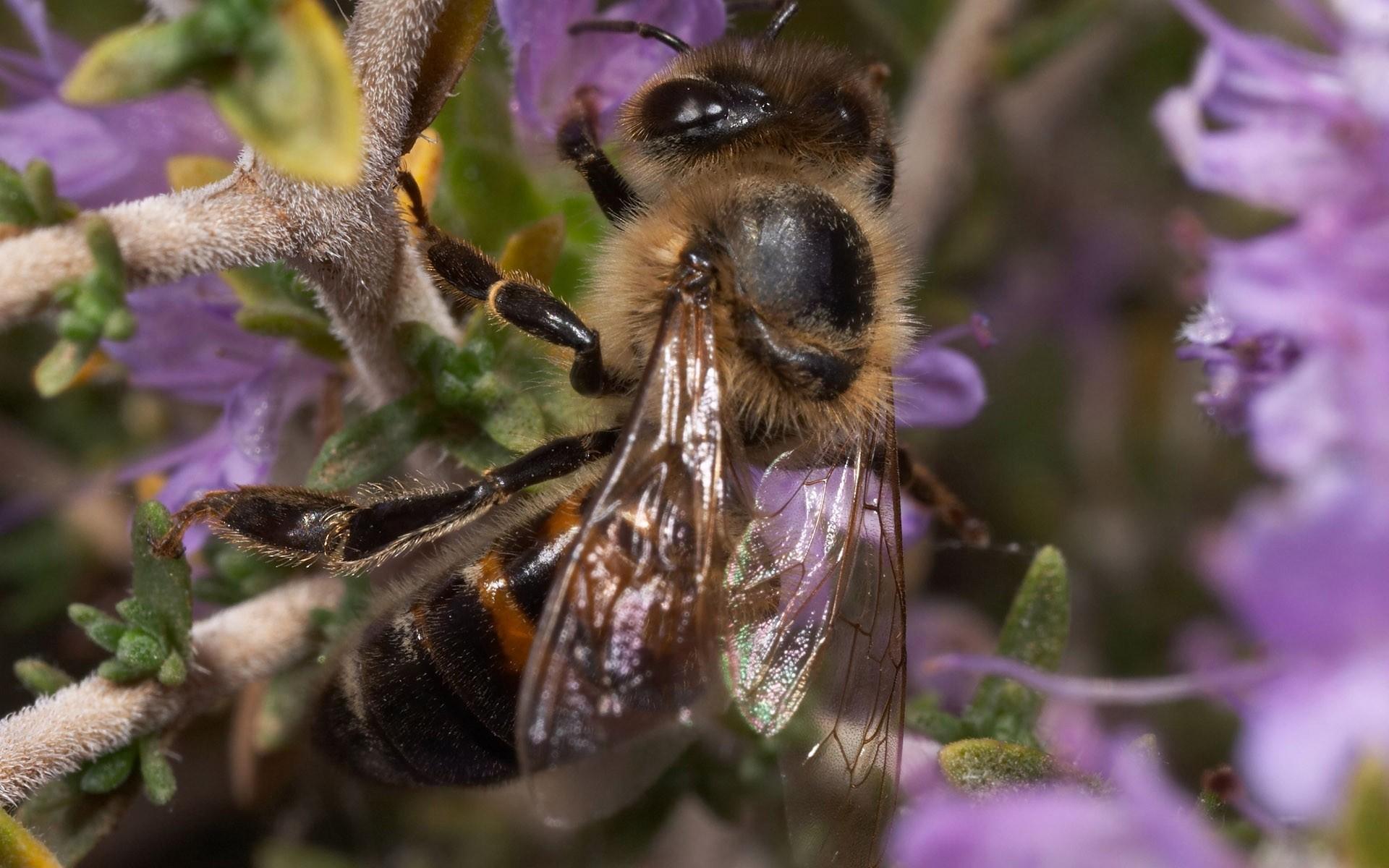 高清蜜蜂采蜜时拍摄的图片大全10