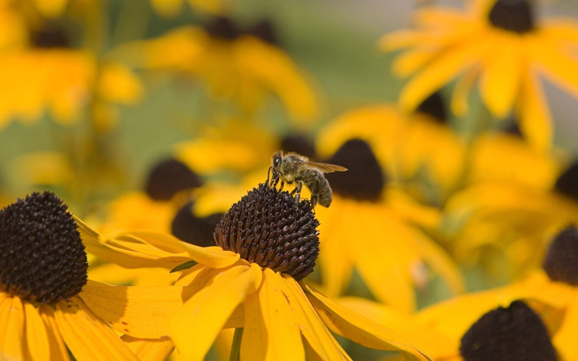 高清蜜蜂采蜜时拍摄的图片大全3