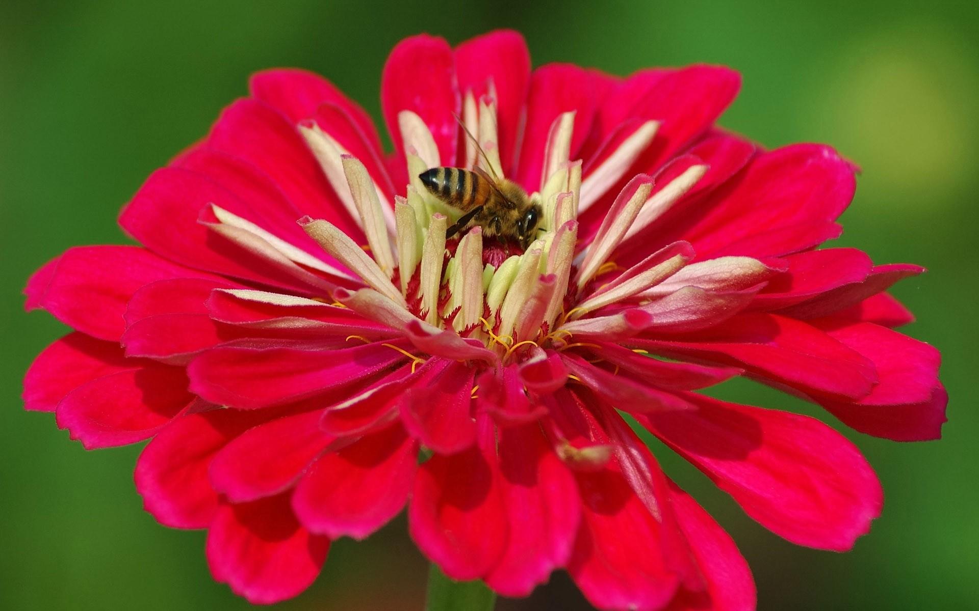 高清蜜蜂采蜜时拍摄的图片大全6