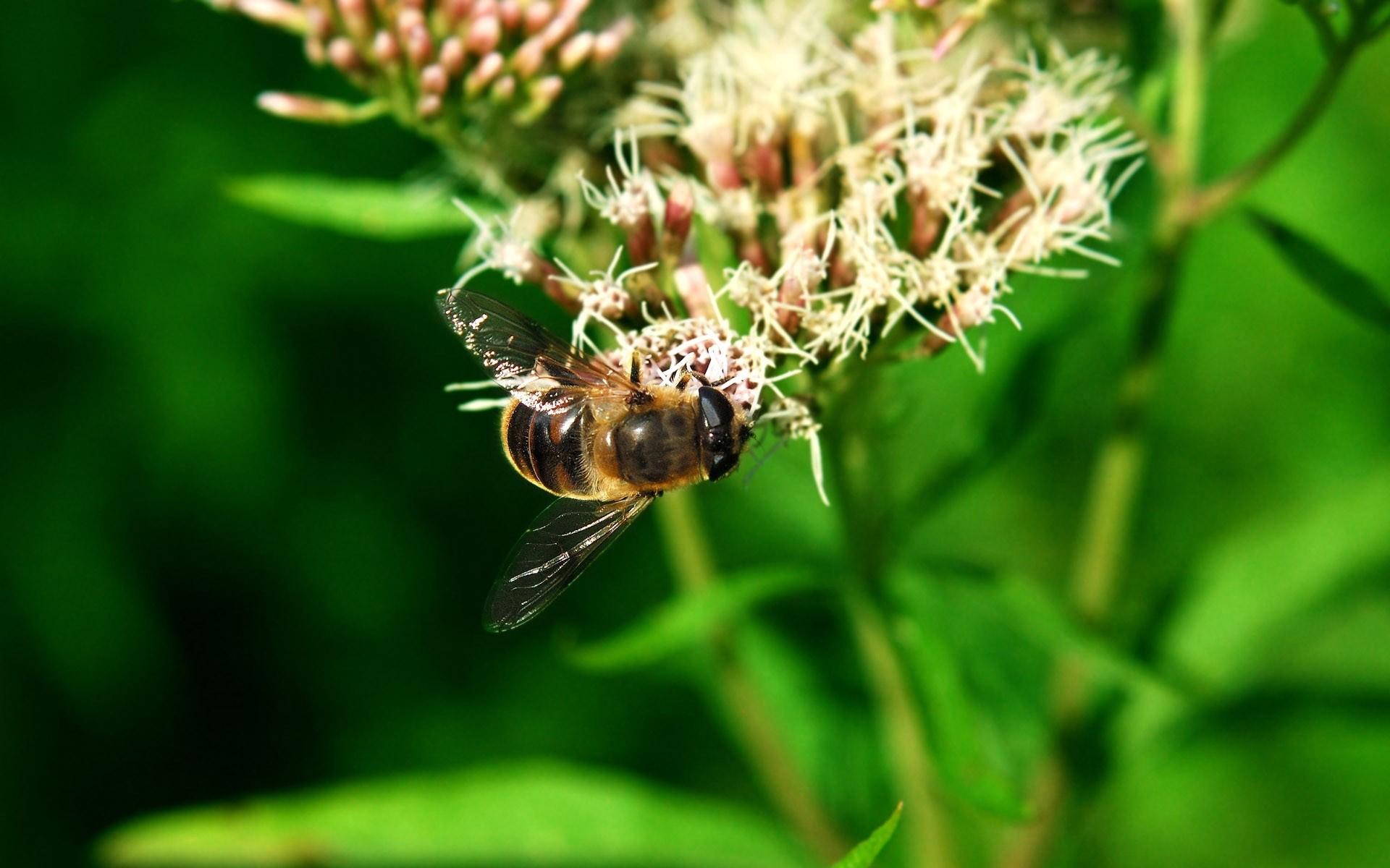 高清蜜蜂采蜜时拍摄的图片大全9